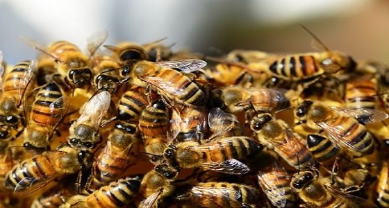 80 ألف نحلة قاتلة تهاجم رأس امرأة وتتركها في حالة حرجة