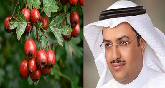 خالد النمر يحذر مرضى القلب من تناول عشبة ” الزعرور “