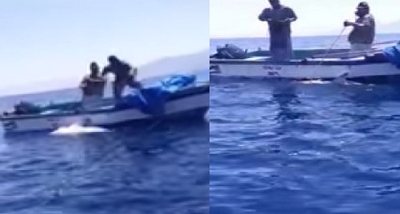 بالفيديو.. اصطياد سمكة قرش بواسطة قارب بدائي في العقبة