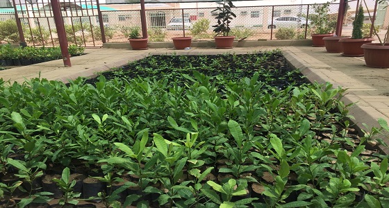 “ البيئة ” تكشف عن نجاح زراعة الكاجو في المملكة