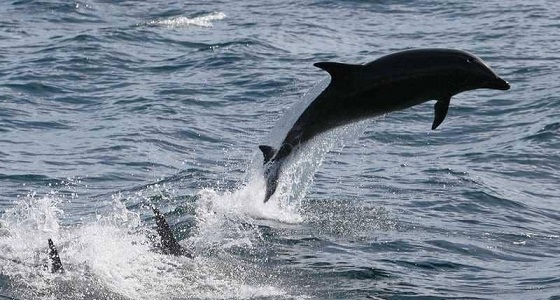 بالصور.. اكتشاف مخلوق بحري غريب يثير دهشة العلماء