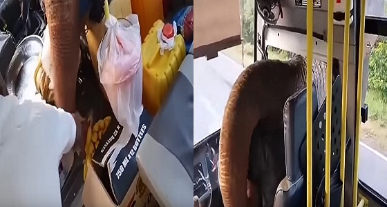 بالفيديو.. موقف طريف لفيل يحاول سرقة سائقي سيارات