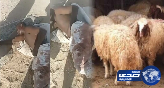 مصادر.. عصابة اثيوبية تقع في قبضة الشرطة