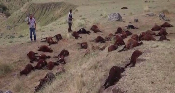 بالفيديو.. نفوق 74 خروفا دفعة واحدة بسبب صعقة