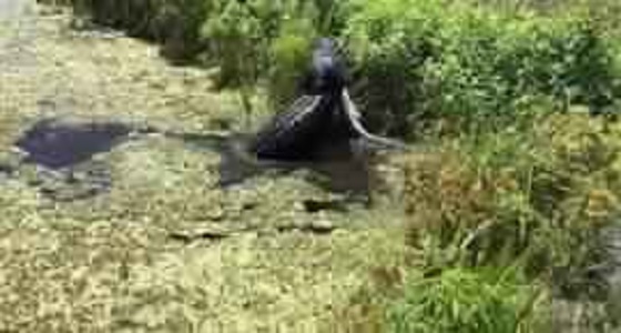 تمساح ضخم يلتهم آخر أصغر حجما