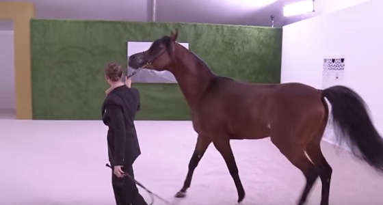 بالفيديو.. حصان عربي أصيل هدية ولي عهد أبو ظبي للرئيس الصيني