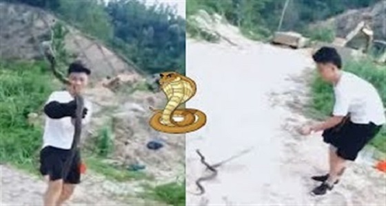 فيديو مروع لكوبرا تنفث سمها في عين شاب حاول الإمساك بها