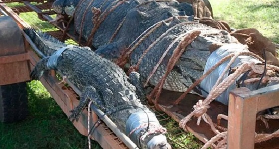 بالصور.. بعد مطاردته لمدة 10 سنوات .. الإمساك بأكبر تمساح في أستراليا