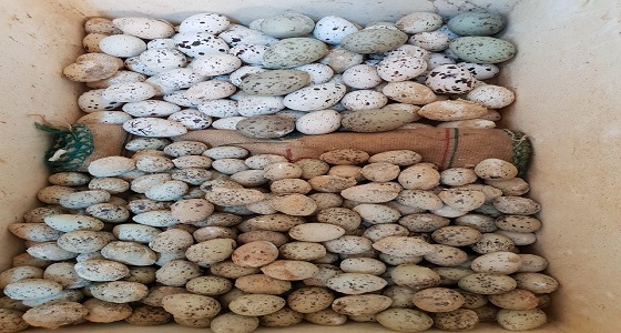 ” البيئة ” تضبط صيادا بحوزته 248 بيضة لطيور بحرية محمية بجزر فرسان