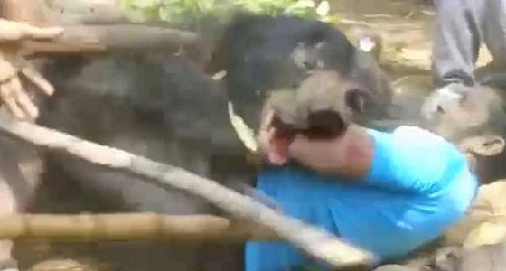 فيديو مروع لدب يحاول افتراس رجل بعد قتل زوجين