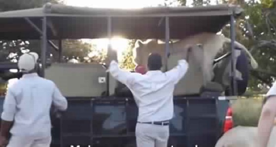 بالفيديو.. رد فعل طلاب في رحلة سفاري اقتحم أسد سيارتهم