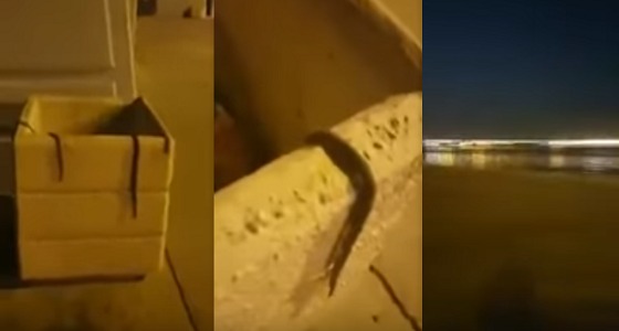 بالفيديو.. مواطن يصطاد ثعابين سامة على شاطئ &#8221; الهاف مون &#8220;