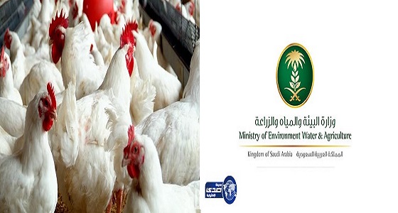 ” البيئة ” تغرم أحد مشاريع الدواجن في الخرج بـ 315 ألف ريال