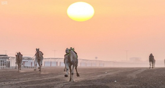 ” جذابة ” لهجن الرئاسة نجمة اليوم السادس لمهرجان ولي العهد للهجن في أشواطه التنشيطية الأولى