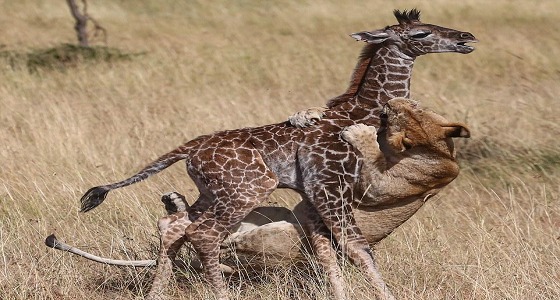 بالصور.. نهاية مأساوية لزرافة تحاول حماية صغيرها من الأسود