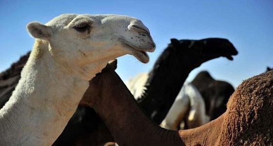 من نفخ الشفاه لتصغير الأذن.. تفاصيل عمليات تجميل الإبل وانتشارها بالمملكة