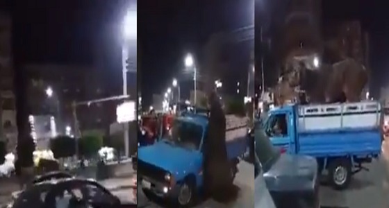 بالفيديو.. أضحية تهرب وتروع المارة في الشوارع