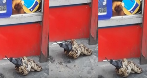 بالفيديو.. مشهد مهيب لثعبان ضخم يبتلع حمامة بالشارع وسط ذهول المارة