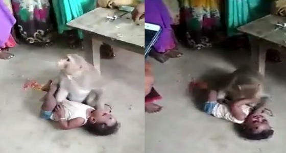 بالفيديو.. قرد يخطف طفل من أهله ويهدد من يقترب