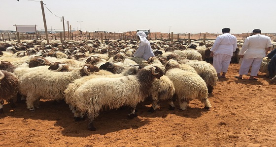 أمانة الرياض تكشف عن متوسط أسعار الأضاحي بالمنطقة