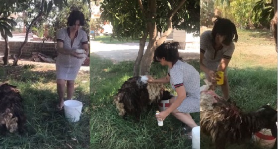 بالفيديو.. سما المصري تسقط أرضا أثناء مطاردة خروف العيد