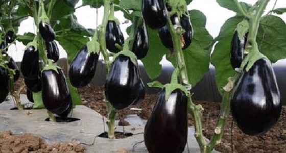 10 فوائد للباذنجان تجعله غذاءك اليومي