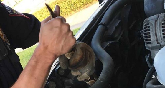 بالصور.. العثور على ثعبان ضخم داخل سيارة امرأة