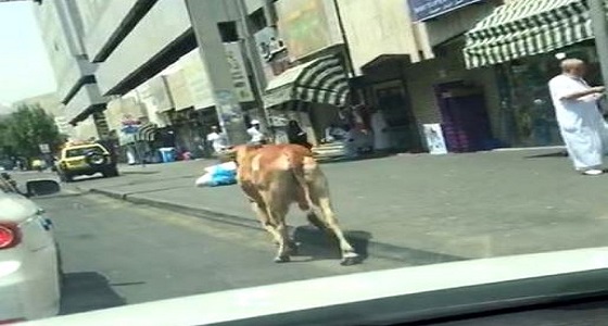 بالفيديو.. ثور يجوب الشوارع بالقرب من الحرم المكي