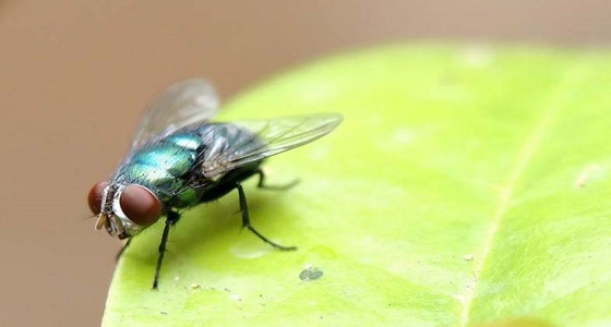 ذبابة متطفلة تمنع ألمانيا من تحقيق رقم قياسي في ” جينيس “