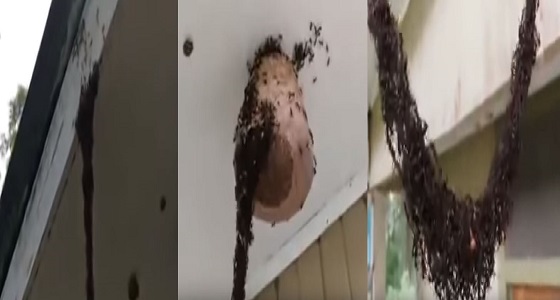 بالفيديو.. جيش من مليون نملة يشن هجوما على مملكة عسل