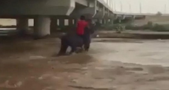 بالفيديو.. شاب يقتحم بحصانه سيل وادي نجران