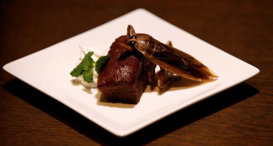 تناول الصراصير مفيد للأمعاء