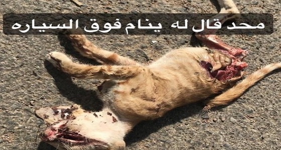 ” سفاح القطط ” يعود من جديد