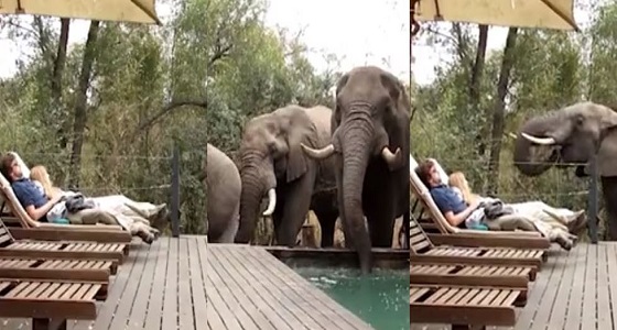 بالفيديو.. 3 أفيال يفاجئون زوجين أثناء جلسة استجمام حول حمام سباحة