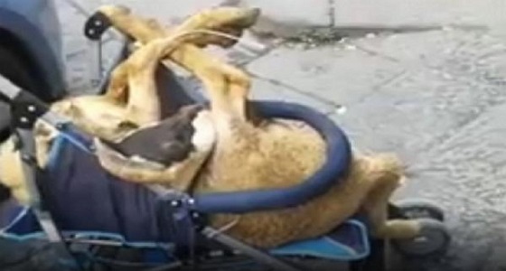 بالفيديو.. توقيف مهاجر قام بنقل خروف العيد بعربة متحركة للأطفال