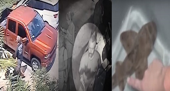 بالفيديو.. لحظة سرقة رجل لسمكة قرش