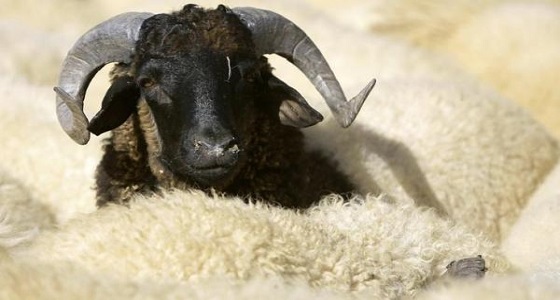 رجل يعثر على ” قرط ذهبي ” داخل أمعاء الأضحية