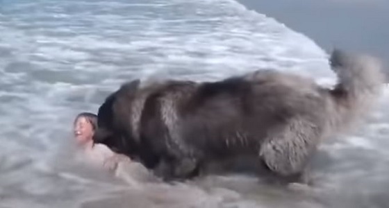 بالفيديو.. لحظة إنقاذ كلب لطفلة صغيرة من الغرق