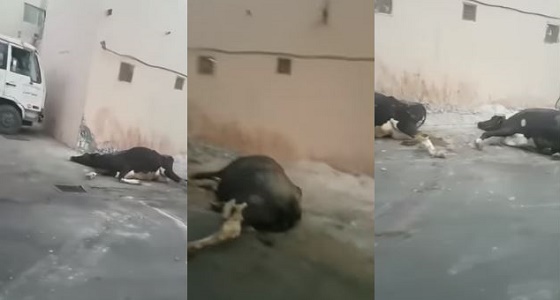 بالفيديو.. بيع أبقار نافقة في الأحساء.. والأمانة ترد