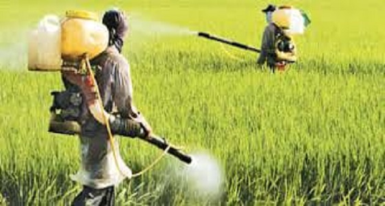 بالصور.. السرطان يجلب ملايين الدولارت لمزارع