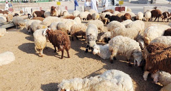 تزامنا مع موسم الحج.. أسعار المواشي ترتفع بنسبة 15%