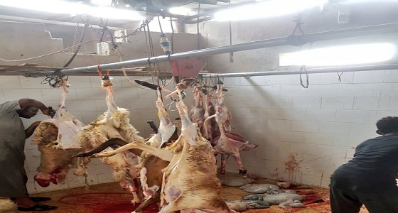 بالصور.. إتلاف 418 ذبائح فاسدة وإزالة 233 حظيرة بمكة