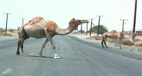 بلدية محايل: تغريم مالكي المواشي السائبة وبيعها في مزاد علني