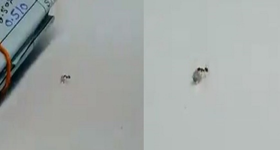 بالفيديو.. ” نملة ” تسرق حبة ألماس وتحاول الهرب بها