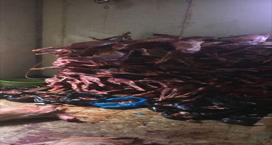 مصادرة 750 ذبيحة وإغلاق مطبخ عشوائي بأحد الاستراحات بحي الشوقية