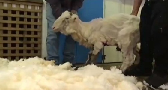 بالفيديو.. خروف يدخل ” جينيس ” بأثقل فرو صوف بالعالم
