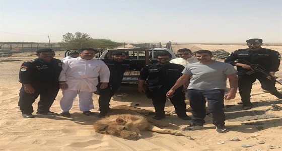 بالفيديو: أسد طليق يجوب شوارع الكويت.. والأمن يخدره