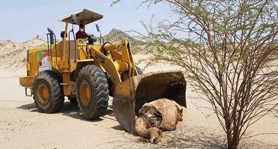 بالفيديو.. أمانة مكة المكرمة تتوصل إلى موقع الجمال المنحورة