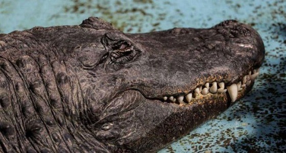 &#8221; مويا &#8221; .. أكبر تمساح في العالم نجا من الحرب العالمية