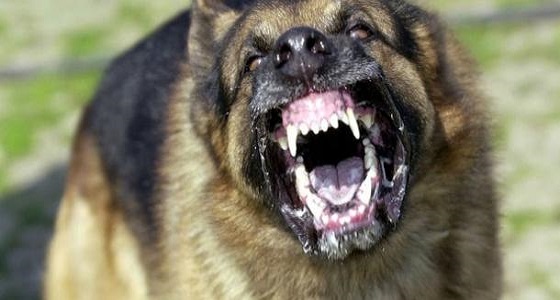 بعد هجومها عليه.. رجل يسجل قضية ضد كلاب ضالة